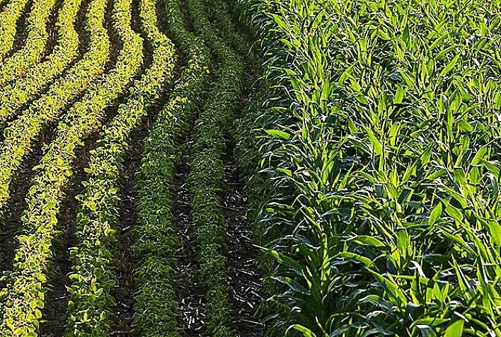 Safras 2025/26 de soja e milho verão crescem; safrinha de milho 2024/25 também avança e produção nacional é revista para cima