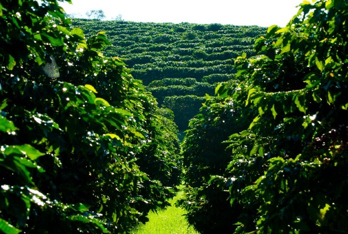 Cafeicultura brasileira movimenta US$ 493 milhões em defensivos agrícolas e área tratada alcança 35,2 milhões de hectares em 2024-25