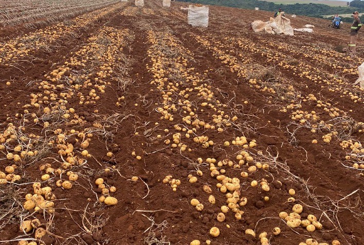 Chuvas nas regiões produtoras de São Paulo reduzem oferta e elevam preços da batata no atacado