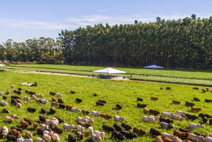 Sistema ILPF amplia renda e sustentabilidade no campo e pode ocupar até 150 milhões de hectares no Brasil