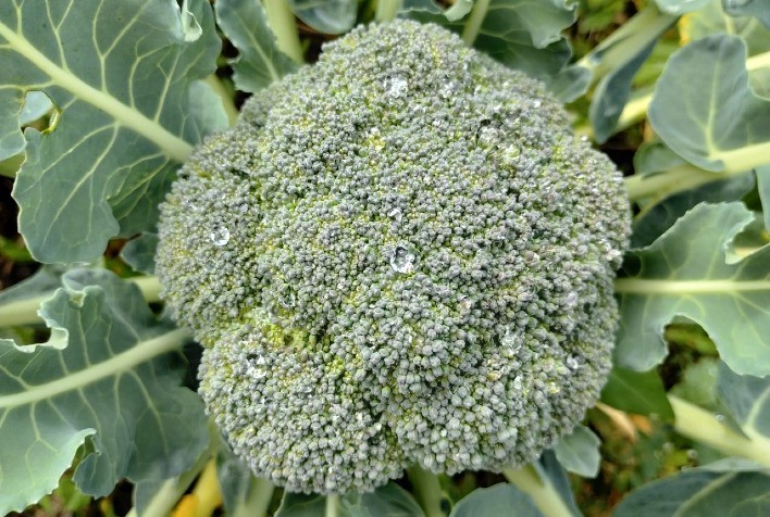 Cultivo estratégico do brócolis Master impulsiona produtividade e reduz perdas no campo