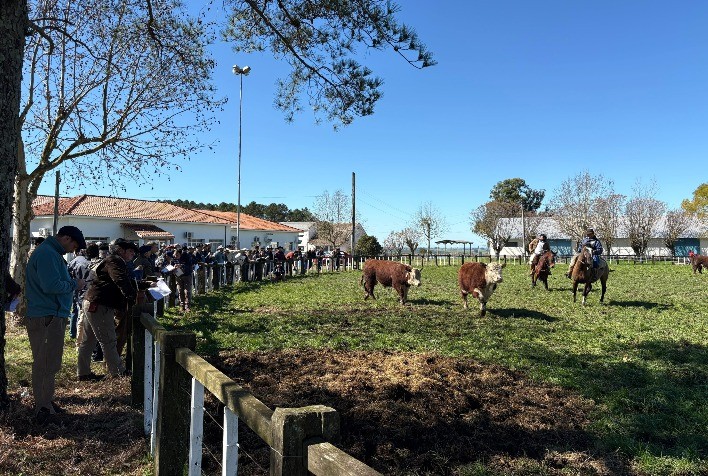 Criatório de Arambaré lidera prova de eficiência alimentar das raças Hereford e Braford