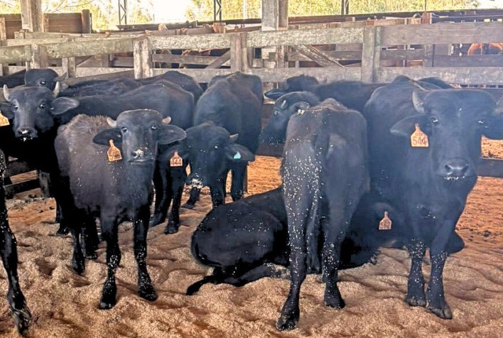 Búfalos atingem média de R$ 10,05 o quilo e se aproximam dos preços dos bovinos no Sul do Brasil