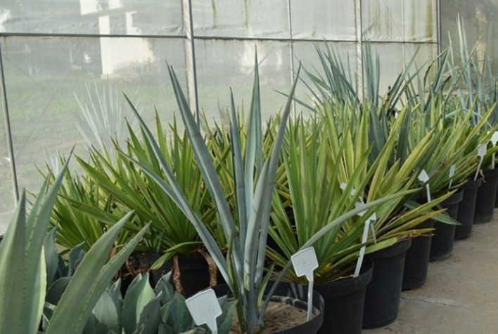 Brasil aposta no Agave da tequila para produzir etanol e impulsionar a bioenergia no Semiárido