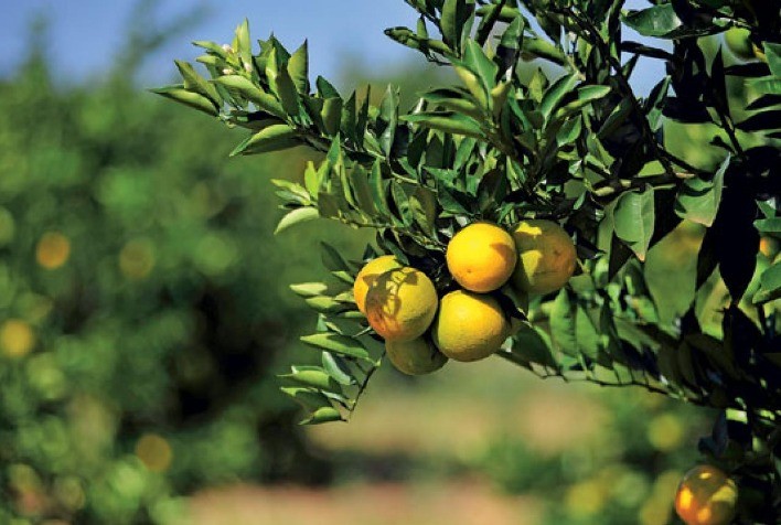 ICL lança biofertilizante inovador para citros com foco em produtividade e resistência ao estresse térmico
