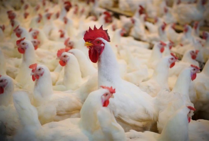 Cargill lança Notox MAX PTY 2.0 para proteger aves contra micotoxinas na ração