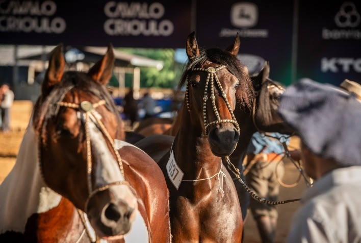 ABCCC divulga programação completa do Cavalo Crioulo na 48ª Expointer