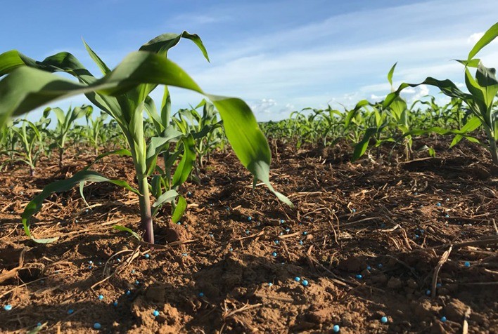 Planejamento antecipado da adubação é chave para aumentar produtividade e reduzir custos na pecuária