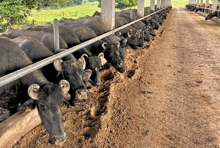 Laticínio no Recôncavo Baiano aumenta produção de leite de búfala em 30% com expansão da ordenha