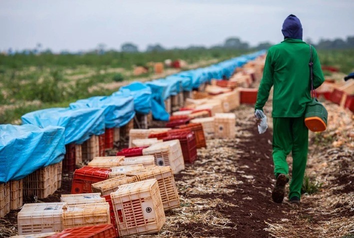 Brasil cria mais de 166 mil empregos formais em junho, com destaque para o setor agropecuário