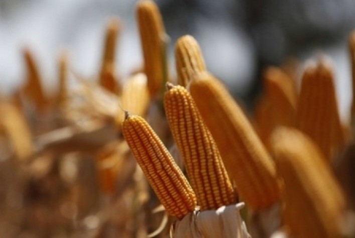 Mercado do milho apresenta lentidão no Sul do Brasil enquanto bolsas internacionais registram alta