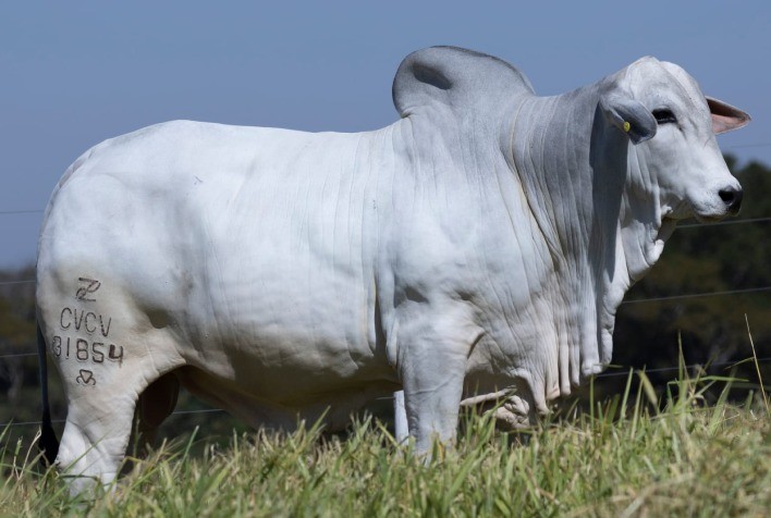 Touro JÚPITER DE CV se destaca em leilão e consolida genética de excelência na pecuária nacional