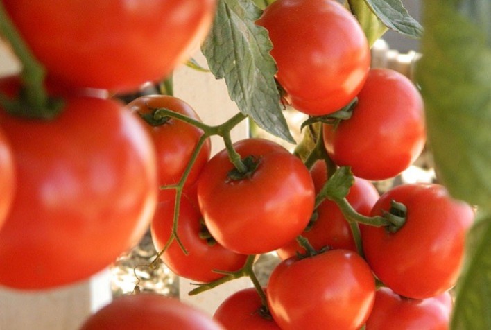 Produção de Tomate Cereja em Estufas Garante Continuidade Mesmo Durante Entressafra em Feliz (RS)
