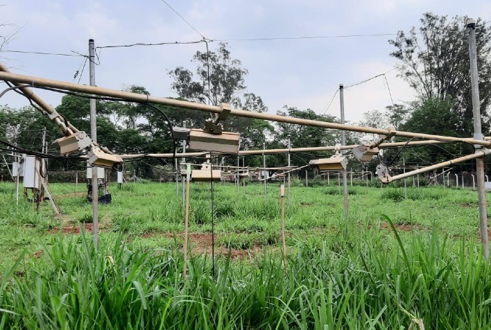 Inoculação bacteriana aumenta proteína e reduz impactos do aquecimento em pastagens tropicais