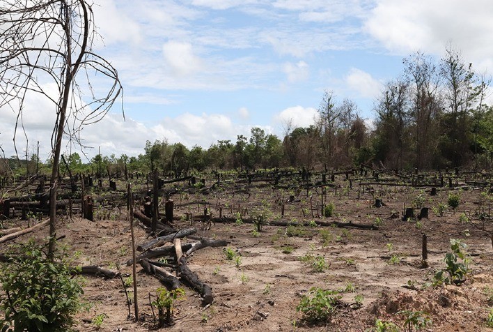 Produtores com desmatamento registrado perderão acesso ao crédito rural a partir de 2026