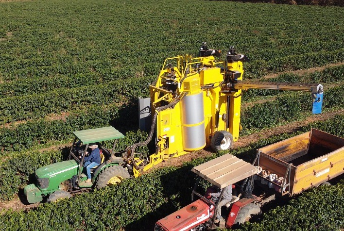 Oxbo lança colhedora de café tracionada para impulsionar mecanização entre pequenos e médios produtores