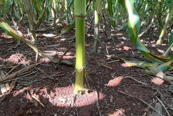 Deficiência de micronutrientes no milho preocupa produtores do Sul; nova tecnologia auxilia na nutrição do solo