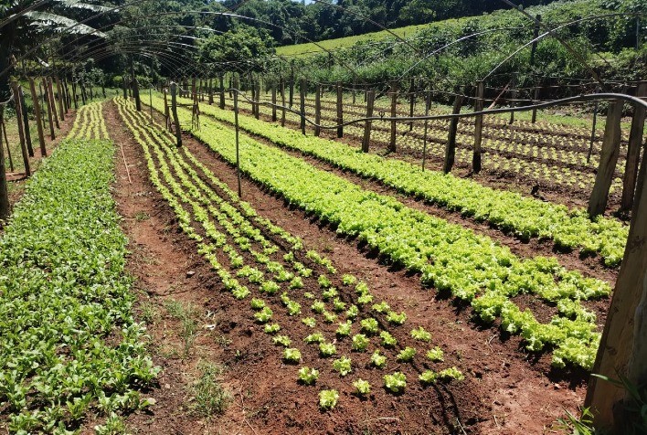 Claraval lidera em Minas Gerais compras da agricultura familiar para merenda escolar