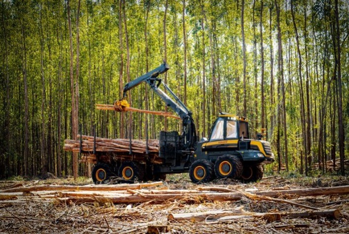 Falta de mão de obra e baixa produtividade impactam colheita de eucalipto no Rio Grande do Sul