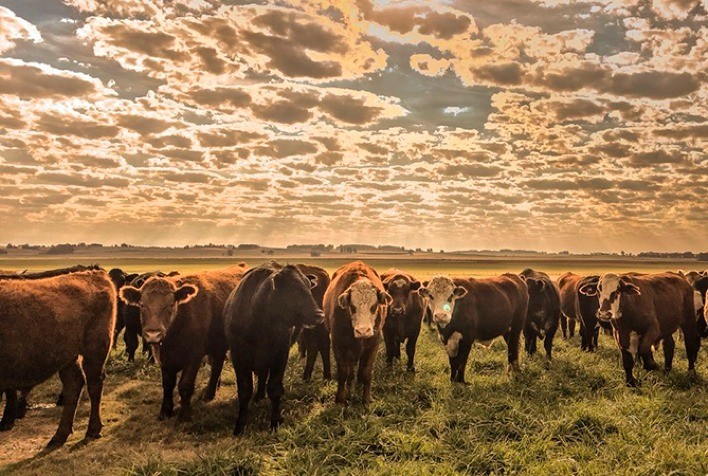 Demanda externa aquecida e escalas curtas impulsionam preços do boi gordo no Brasil