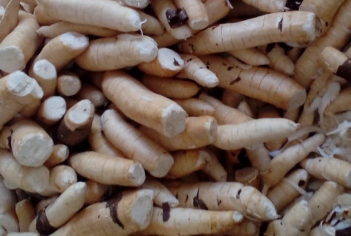 Oferta menor de mandioca freia queda nos preços, aponta Cepea