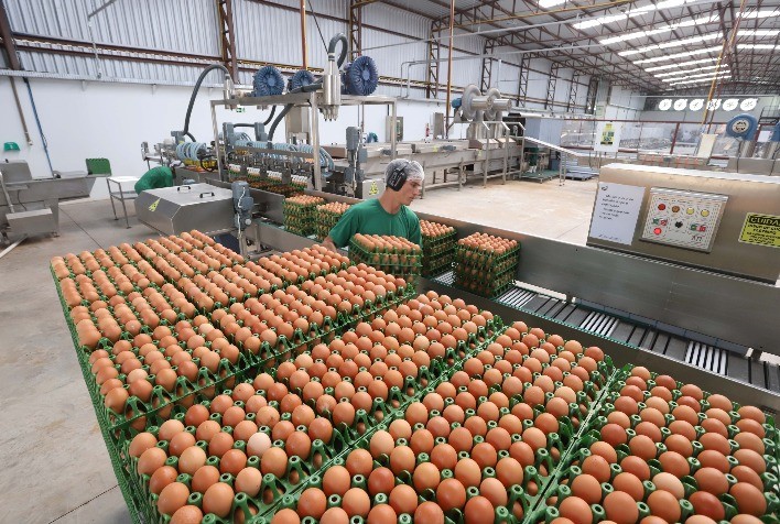 Exportações brasileiras de ovos disparam 305% em julho, revela ABPA