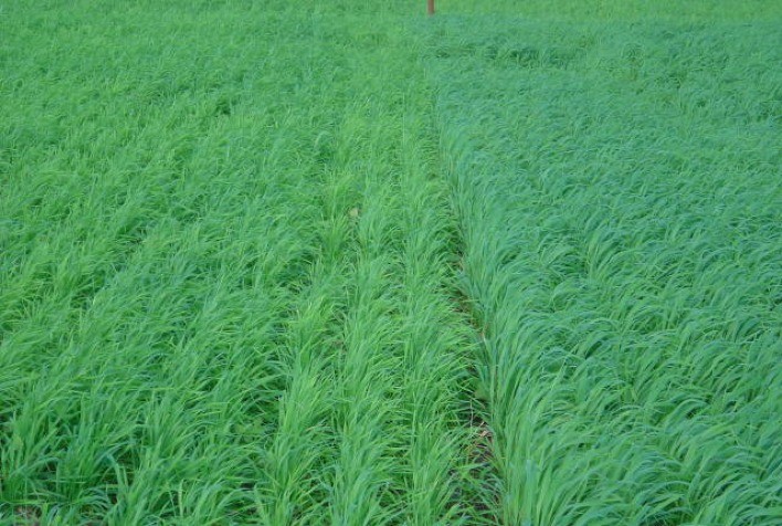 Clima favorece crescimento de aveia e trigo forrageiro no Rio Grande do Sul