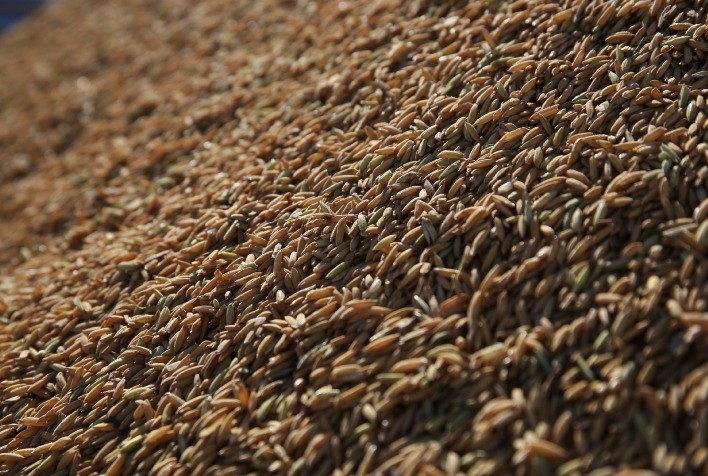 Estoque Elevado de Arroz Pressiona Preços e Paralisa Mercado Interno no Brasil