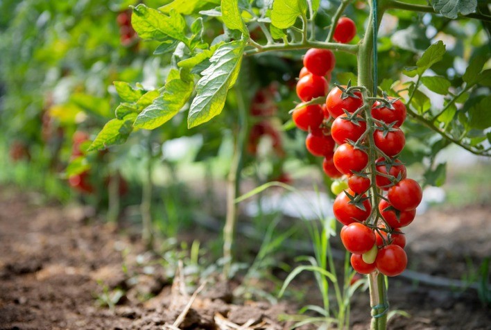 FMC lança Onsuva® no Brasil: novo fungicida promete revolucionar o controle de doenças em hortifrúti