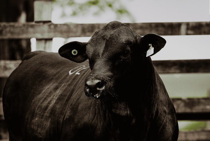 Prova Top Brangus 2025 registra recorde de 43 animais inscritos