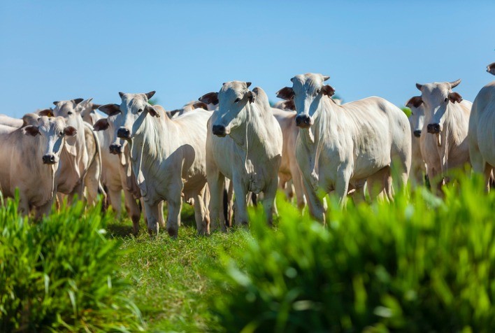 Genética na pecuária: estratégia para um futuro sustentável e competitivo