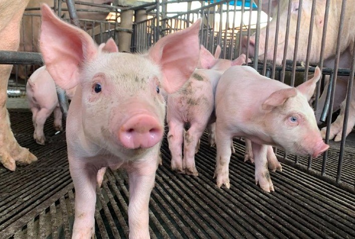 Goiás mantém status sanitário livre de Peste Suína Clássica após novo ciclo de vigilância