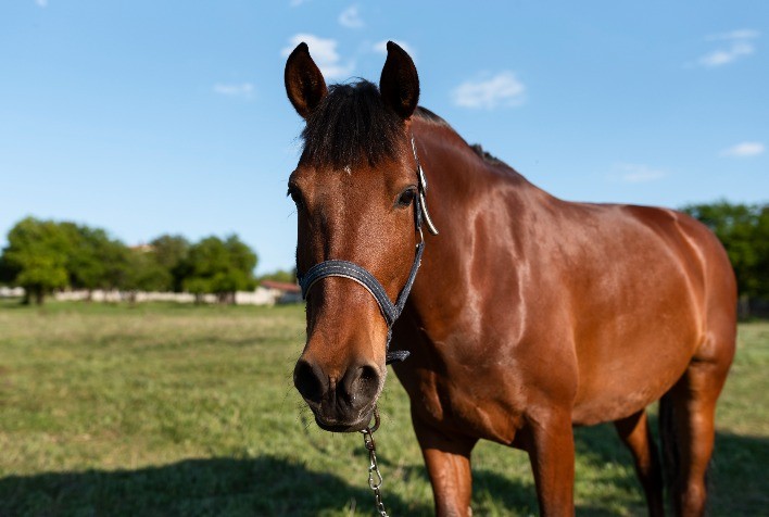 Anti-inflamatórios em equinos: quando e como usar para preservar bem-estar e performance