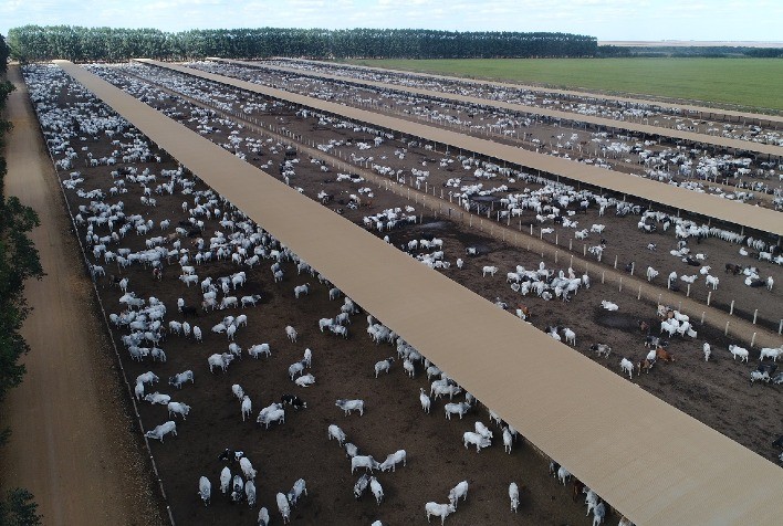 Grupo de confinamento lança trava antecipada para boi gordo e amplia proteção aos pecuaristas