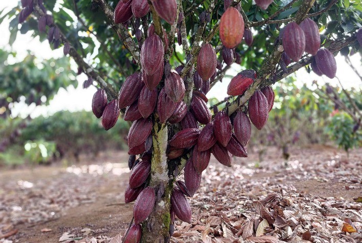 Crise global do cacau abre oportunidade para Brasil e impulsiona produção no Ceará