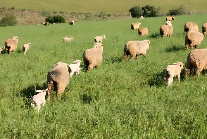 Partos múltiplos em ovinos aumentam no Brasil com avanço genético e manejo especializado