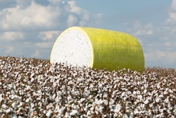 USDA aponta crescimento mais lento e queda na qualidade do algodão nos EUA