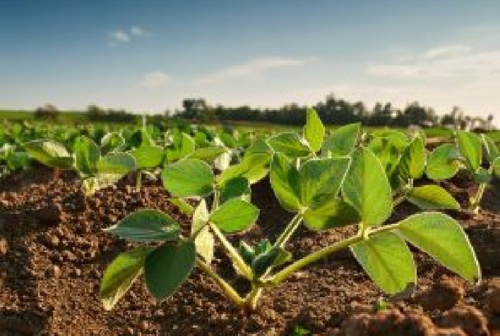 Produtividade da soja cresce e Brasil se prepara para safra histórica em 2025/26