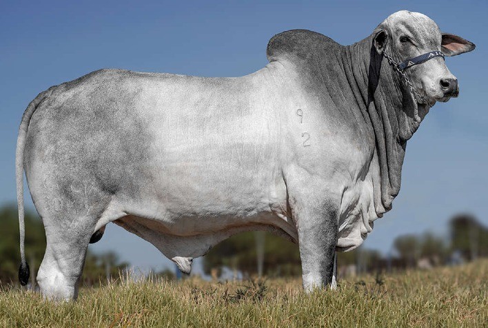 Touro Italiano de CV conquista selo Concept Plus e reforça excelência genética da marca