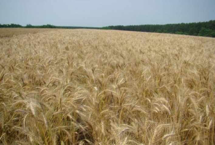 Dia de Campo de Inverno em Londrina destaca lançamentos de trigo e técnicas de triticultura