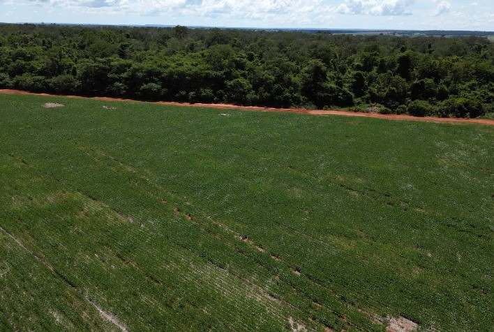 RCF amplia crédito verde e financia soja livre de desmatamento no Cerrado com US$ 60 milhões