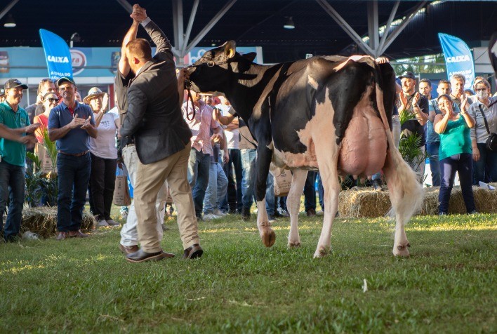 Raça Holandesa terá programação especial na Expointer com juiz internacional e destaque para qualidade do leite