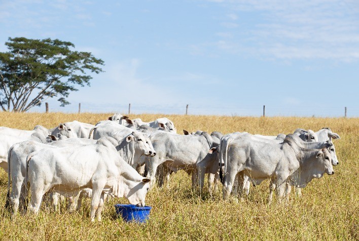Estratégias nutricionais e tecnologia MUB ajudam pecuaristas a enfrentar a seca