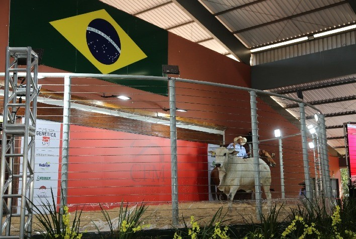 27º Megaleilão CFM movimenta R$ 7,8 milhões na venda de touros Nelore