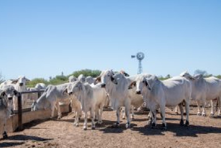 Vermifugação estratégica em agosto é essencial para proteger rebanhos durante o pico da seca
