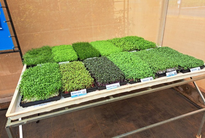 Microverdes conquistam espaço em hortas caseiras e pratos saudáveis