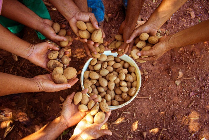 Castanha de Baru do Cerrado conquista mercado europeu com apoio da Fundação Banco do Brasil