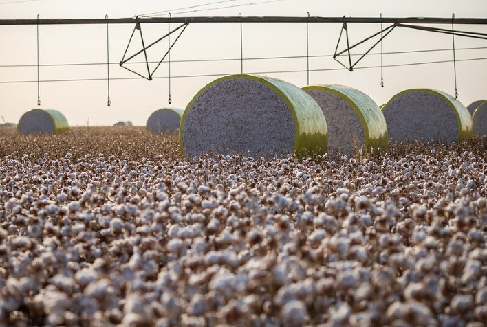 Cotonicultores de Mato Grosso impulsionam vendas antecipadas da safra 2024/25