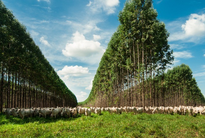 Marfrig e BRF entram na “A List” do CDP por liderança em sustentabilidade na cadeia de suprimentos
