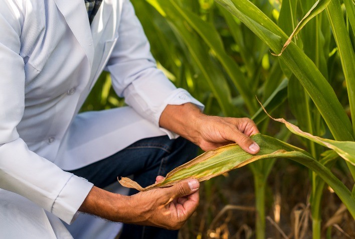 Colheita Promissora de Milho Exige Atenção ao Combate à Lagarta-do-Cartucho